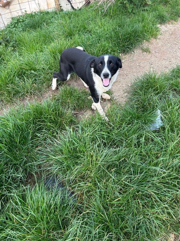 ALAN, GIOVANE CAGNOLINO SALVATO DALLA STRADA, ORA IN BOX!  Foto 2